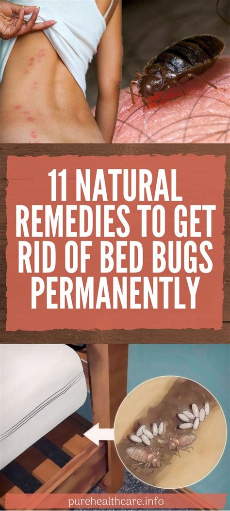 11 Natural Remedies To Get Rid Of Bed Bugs Permanently Rid Of Bed