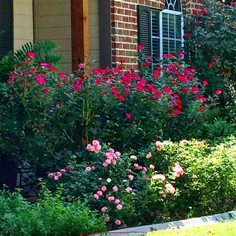 Double Hedgerow Of Knockout And Drift Roses Front Porch Garden Front