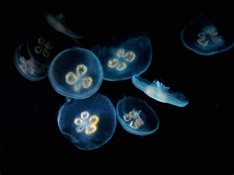 Aurelia Medusa Aurelia Is A Genus Of Scyphozoan Jellyfish Flickr
