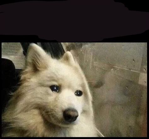 Sad Dog Memes Imgflip