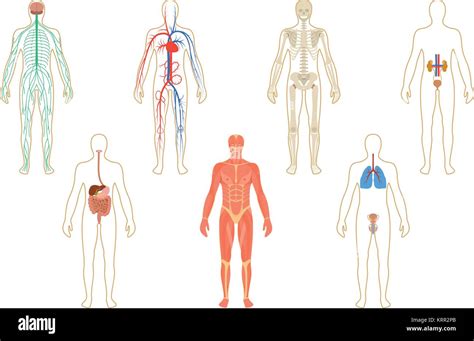 Conjunto De órganos Y Sistemas Humanos De La Vitalidad Del Cuerpo