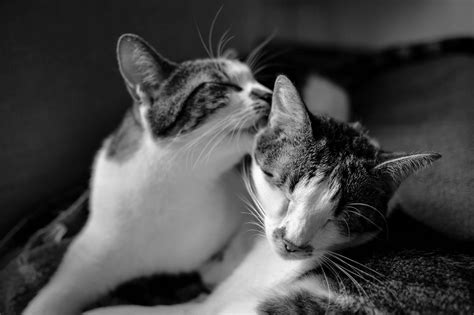 Why Do Cats Groom Each Other And Themselves Common Reasons