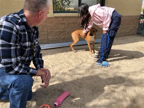 Palm desert puppies палм десерт, риверсайд каунти, калифорния, соединенные штаты америки palm desert. Dog Abandoned at Palm Desert Dog Park, Adopted on Valentines Day - NBC Palm Springs - News ...