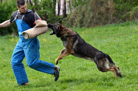 Attack training has two basic steps. 12 Steps To Training Your Dog to Attack (Video) - Simply ...
