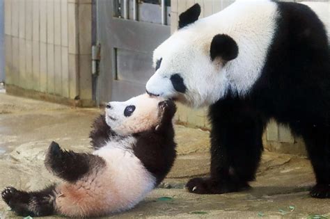 Tokyos Baby Panda Makes First Appearance See Cute Pictures News18