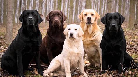 Labrador retrievers are one of the most common breeds of dogs that have found their place as our beloved companions. razas de perros LABRADOR RETRIEVER - YouTube