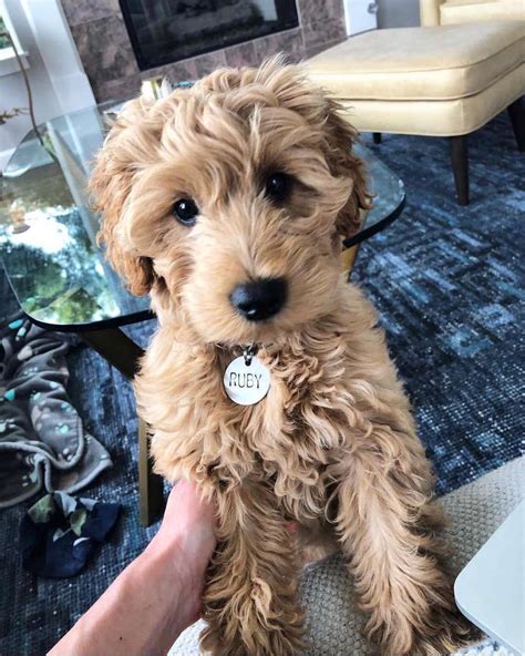 Goldendoodle Dogs Cute Dogs Breeds Puppy Breeds Cute Dogs And Puppies