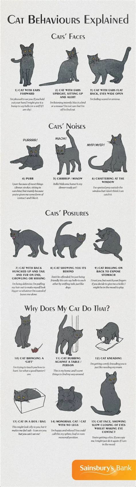 Mews Cat Behaviours Explained Infographic Katzenworld