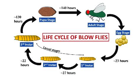 Life Cycle Of Blowflies With Approximate Duration Of Each Stage