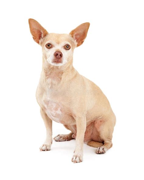 Attentive Chihuahua Dog Sitting Stock Image Image Of Mixed Chihuahua