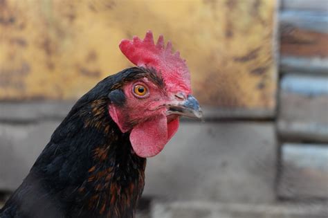 Free Images Bird Farm Village Portrait Red Beak Chicken Fowl