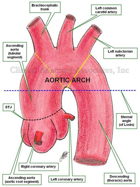 Ascending Aorta Anatomy Anatomical Charts And Posters