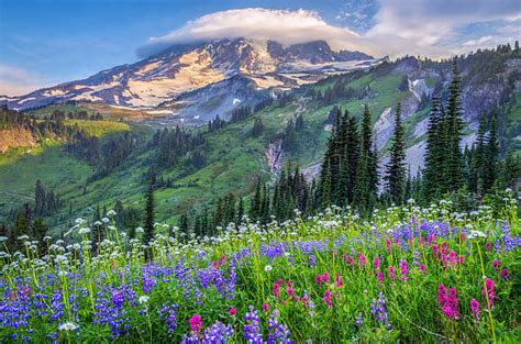 9400 Parque Nacional Del Monte Rainier Fotografías De Stock Fotos E