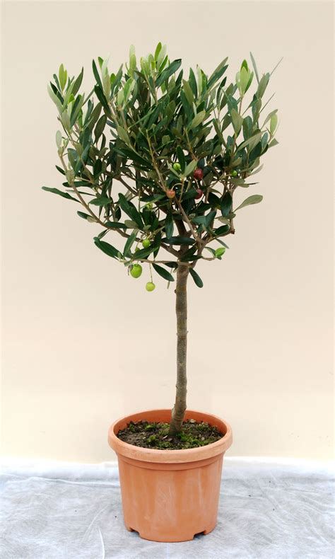 Olea Europaea Olive Tree Mini Standard 25l 40 50cm High Exc Pot