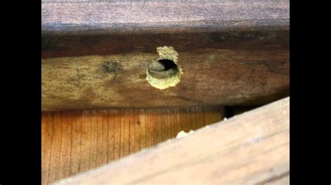 Fairly minor it should still be repaired as soon as possible to prevent water Carpenter Bee Damage Repair - YouTube