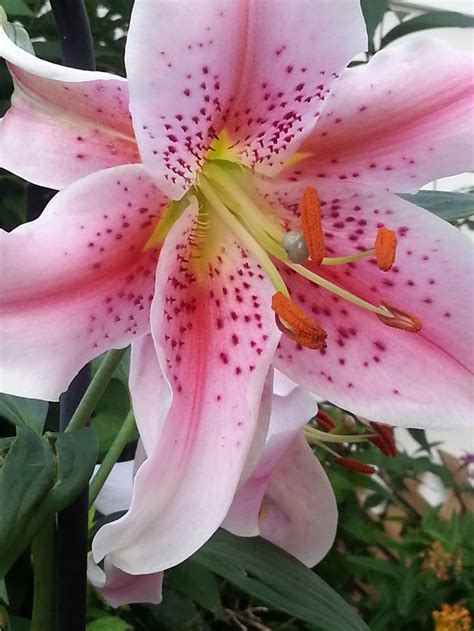 Visit www.flowersfromlisas.com.au to place an. My Mona Lisa Lily | Flowers, Plants, Lily
