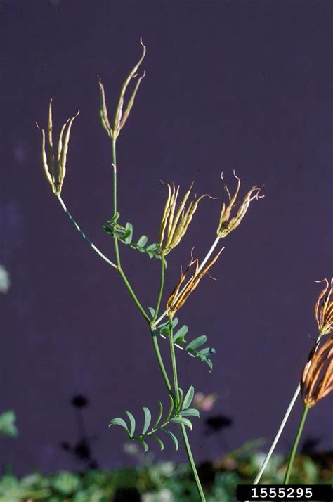 Securigera Varia Purple Crown Vetch Go Botany In 2020 Purple Crown