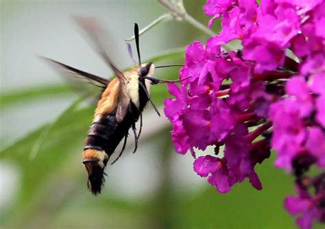 Garys Outdoor Wanderings2 Clear Wing Moth Aka Hummingbird Moth