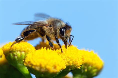 Save The Bees 5 Ways You Can Help These Essential Pollinators Thrive Make A Difference