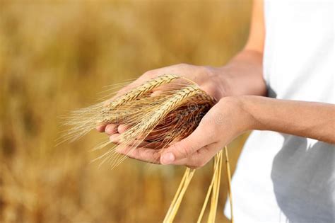 Farmer With Wheat Spikelets In Field Cereal Grain Crop Stock Image