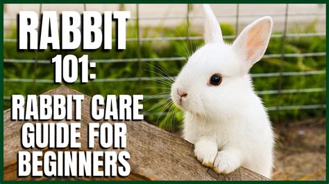 Rabbit 101 Rabbit Care Guide For Beginners