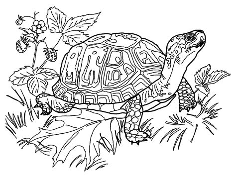 Coloring Pages Of Turtles For Preschool Free Printable Turtle