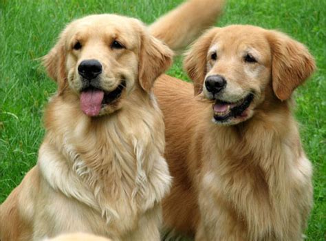 All our dogs get plenty of tlc. Golden Retriever Puppies Cornish Maine - Puppy And Pets