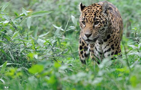 Wallpaper Face Thickets Predator Jaguar Walk Wild Cat Images For