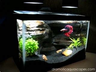 You are just gonna love these spiffy betta fish tank setup ideas! Dramatic AquaScapes - DIY Aquarium Background - Betta Paradise