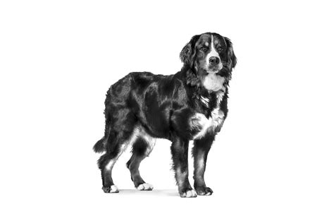 Mature Consult Large Dog Royal Canin Au