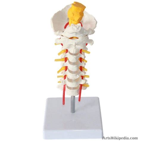 Human Cervical Vertebra Model Anatomical Model Cervical Spine With Neck