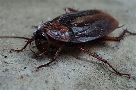 Cockroaches Act Pest Control Canberra Pest Control Expert Rodent