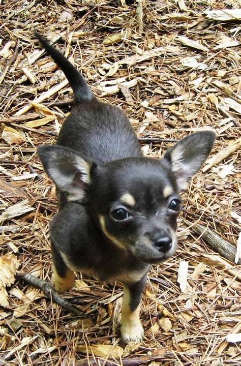Keep them warm in coats or sweaters, or train them to use potty pads on chilly, rainy days. 17 Best images about Black Chihuahua's on Pinterest ...
