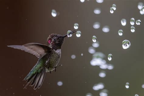 Winning Bird Photos Of The 2020 Audubon Photography Awards Will Blow Your Mind Diy Photography