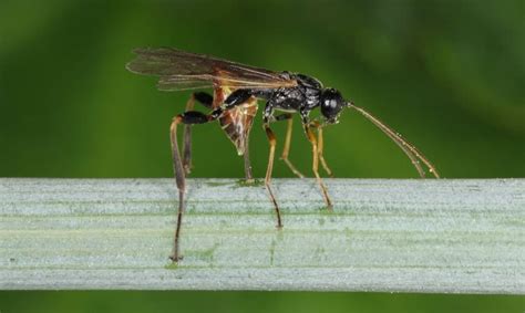 Sawfly 101 The World Of Wood Wasps And Horntails