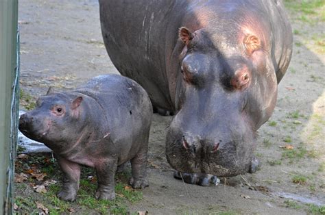 Baby Hippo In Dublin Zoo Zoochat