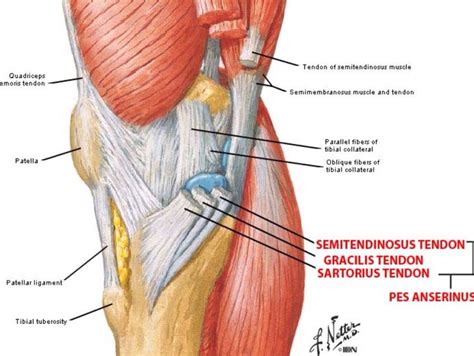 Medial View Of The Knee Anatomy Pinterest The Ojays