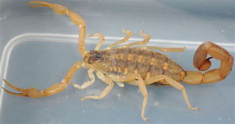 Scorpion Species Found In Georgia With Pictures Pet Keen