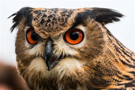 Owls Wild Animals News And Facts