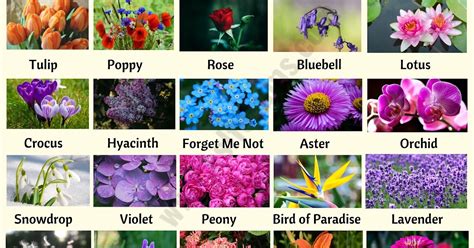 Annual Flowers List Garden Plant