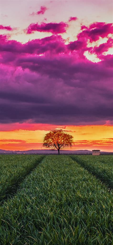 1242x2688 Tree In The Field Iphone Xs Max Wallpaper Hd Nature 4k Wallpapers Images Photos And