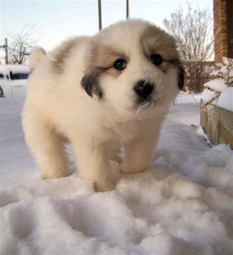 Snow Puppy Fuzzy Today