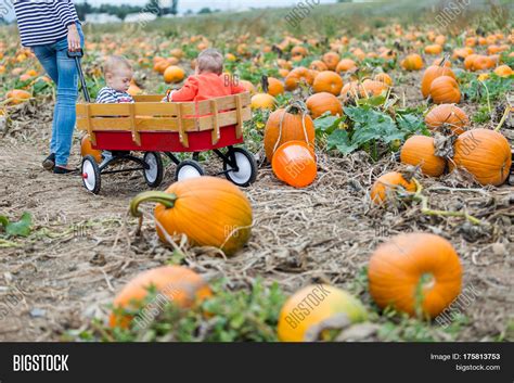 Pumpkin Patch Image And Photo Free Trial Bigstock