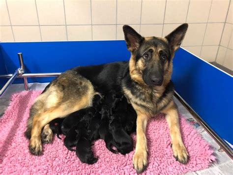 Adorable Video Shows Guide Dogs Litter Of 16 Puppies