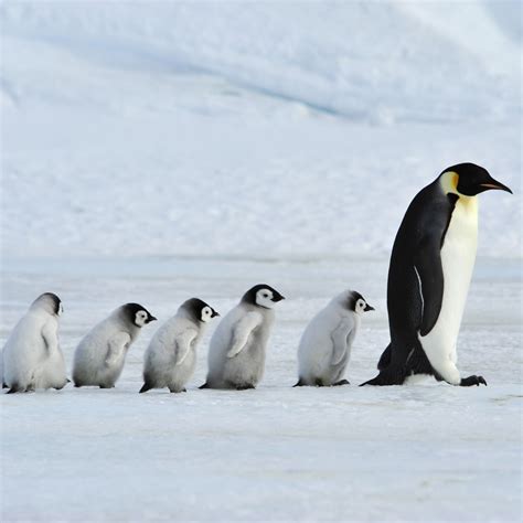 Penguin Pfp