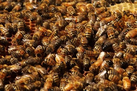 Researchers Create Microparticles That Could Help Save Honey Bees Wsu