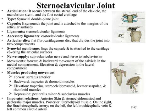 210 Upper Limb Rs Updated