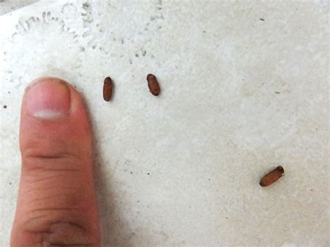 They also serve as food for fish and birds, and are crucial for research on the o. Insect Eggs On Vinyl Siding | Mice