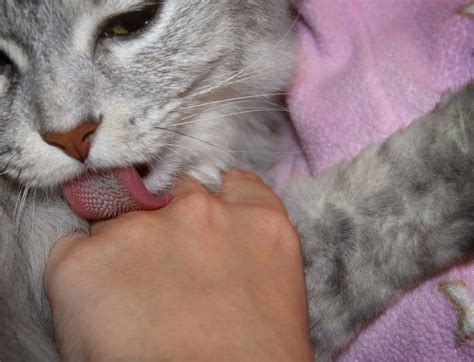 why does my cat lick my hands kitty cat tips
