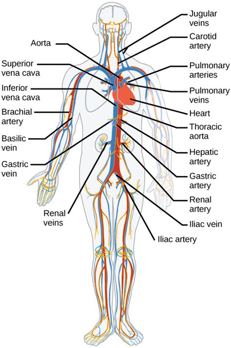 Blood flows throughout the body tissues in blood vessels, via bulk flow (i.e., all constituents together and in one direction). Blood Vessels | Biology for Majors II